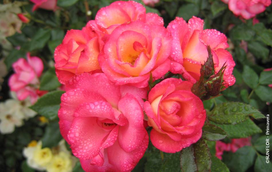 ©SUNFLOR - Primavera